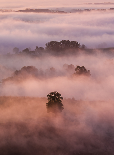 Lindeboom gehuld in mist