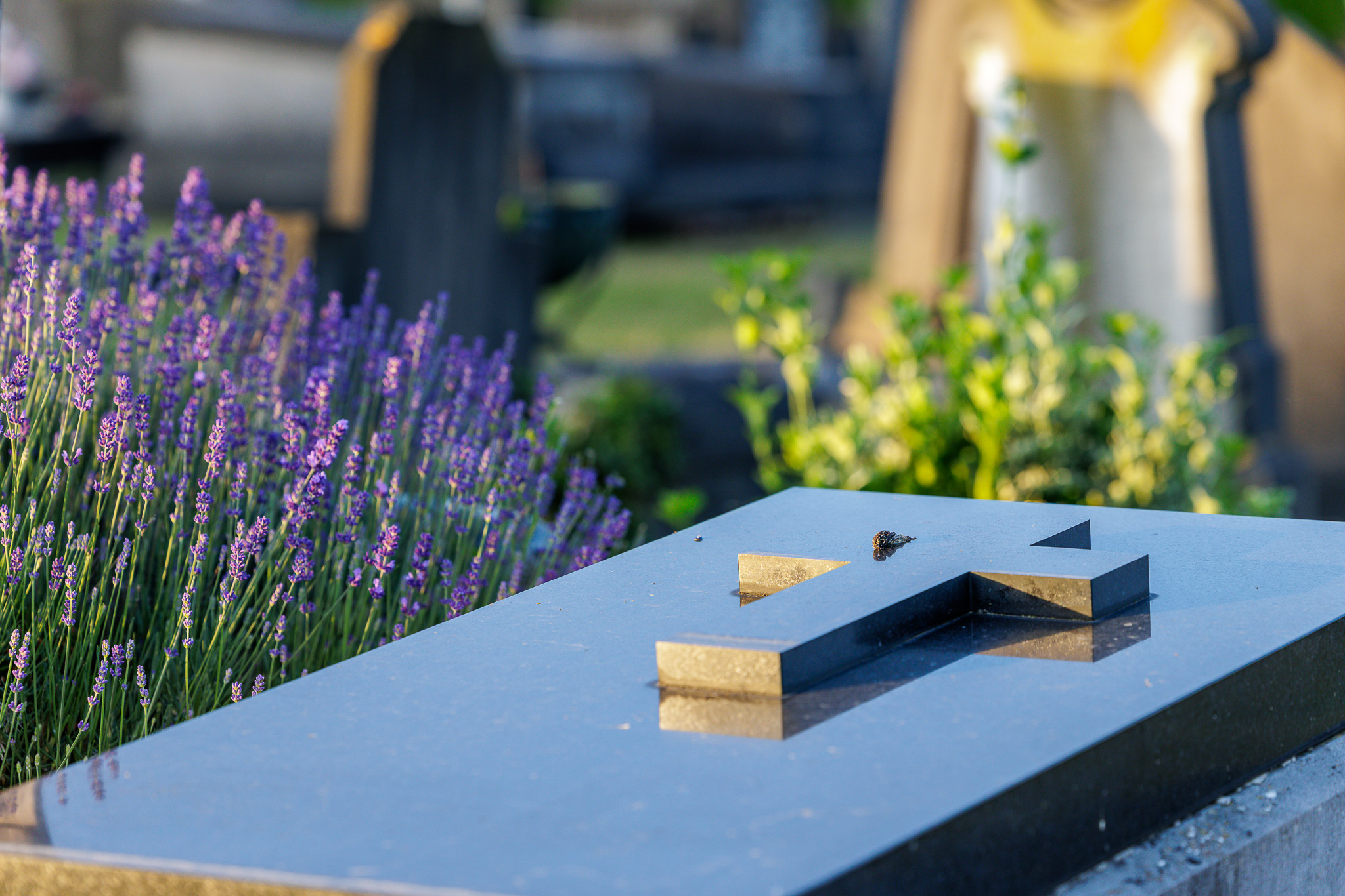 Detailfoto van een grafmonument met kruis en bloeiende lavendel op de begraafplaats Dijkstraat.