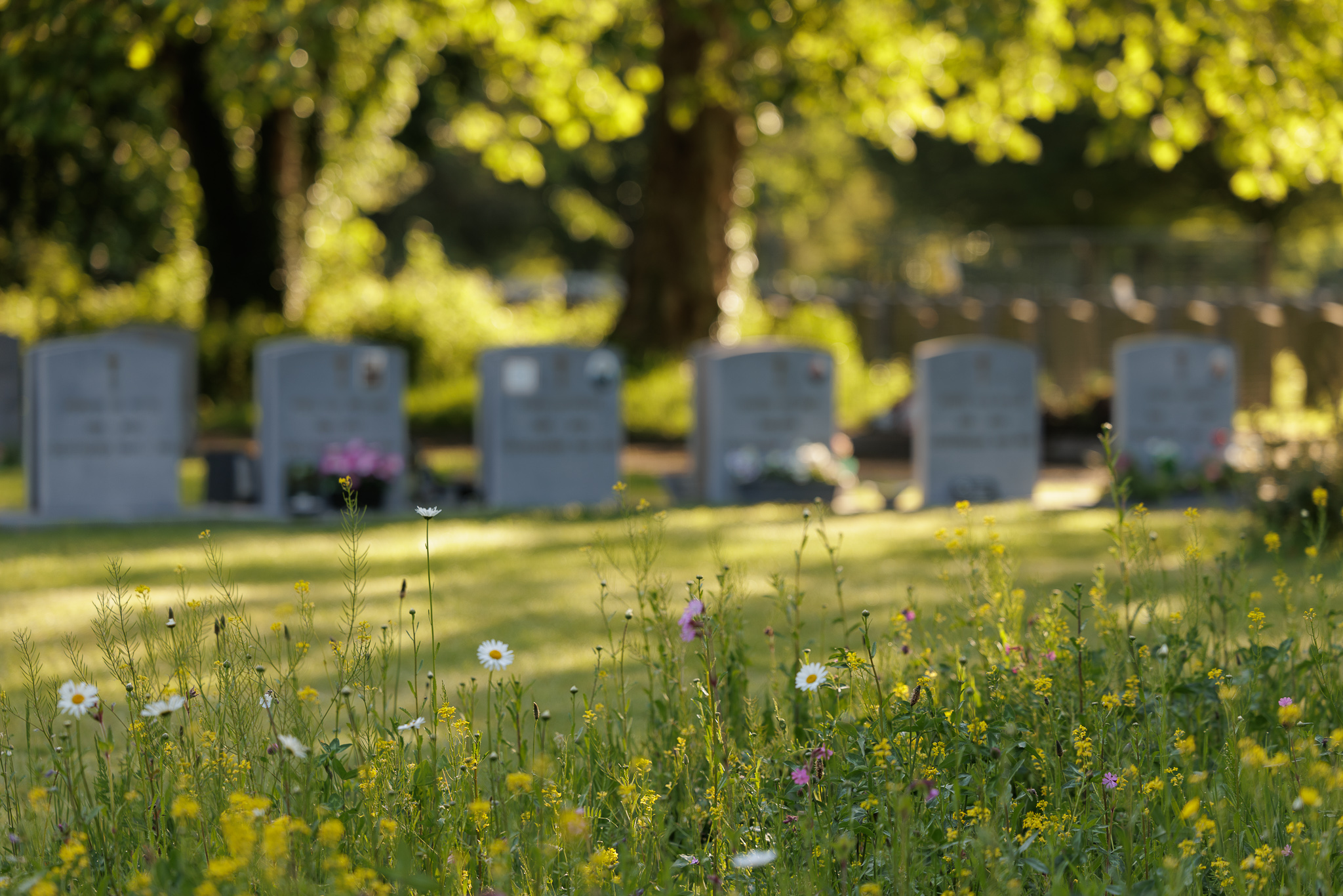 Wilde bloemen op de voorgrond van graven op de begraafplaats Meulewal in Oudenaarde.