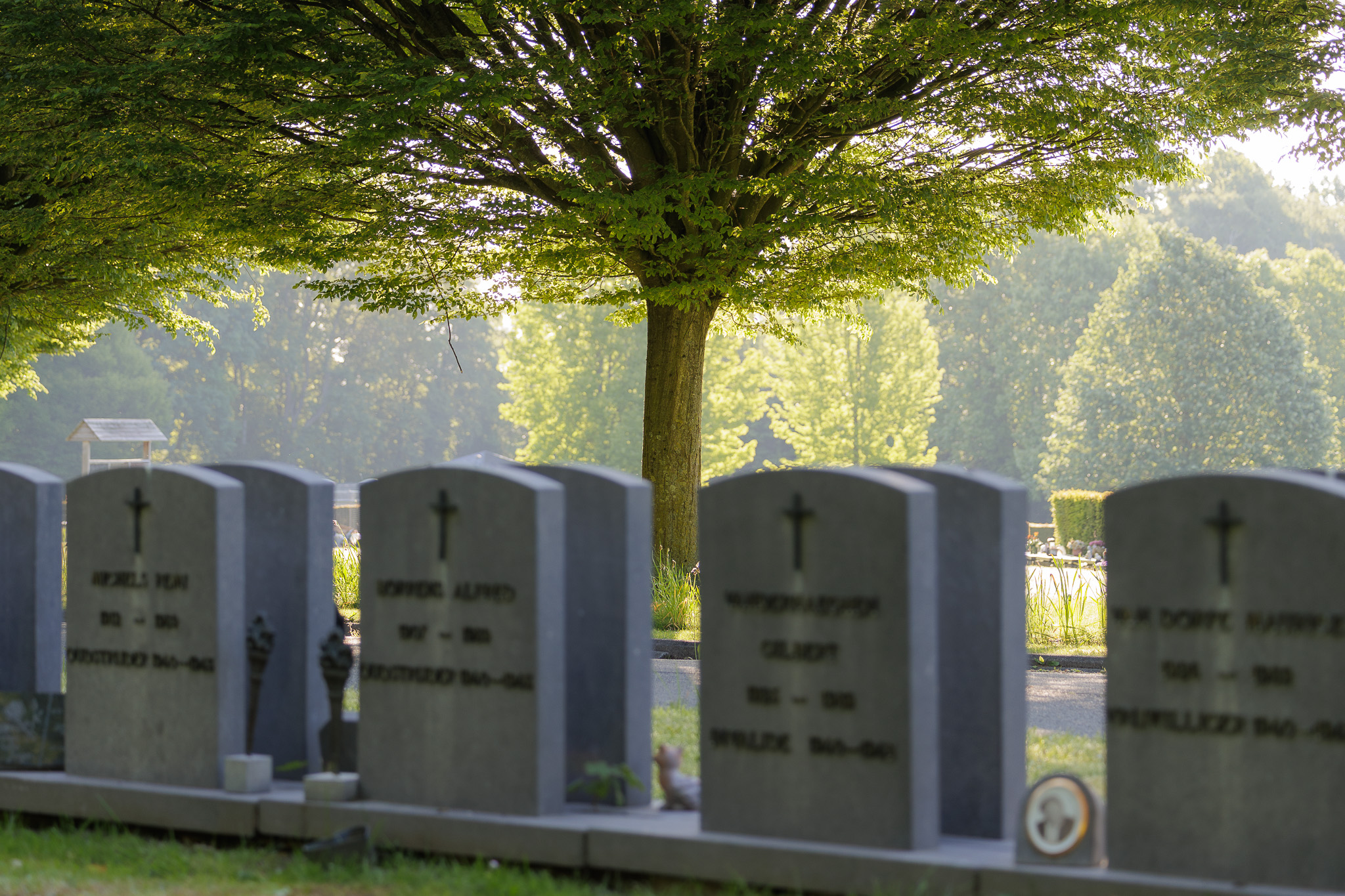 Grafstenen onder een grote boom op de begraafplaats Meulewal in Oudenaarde tijdens het ochtendlicht.